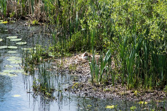 Moerputten_mei2015 008_bewerkt-1